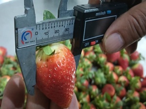 USA Fruit Inspection Qc Services